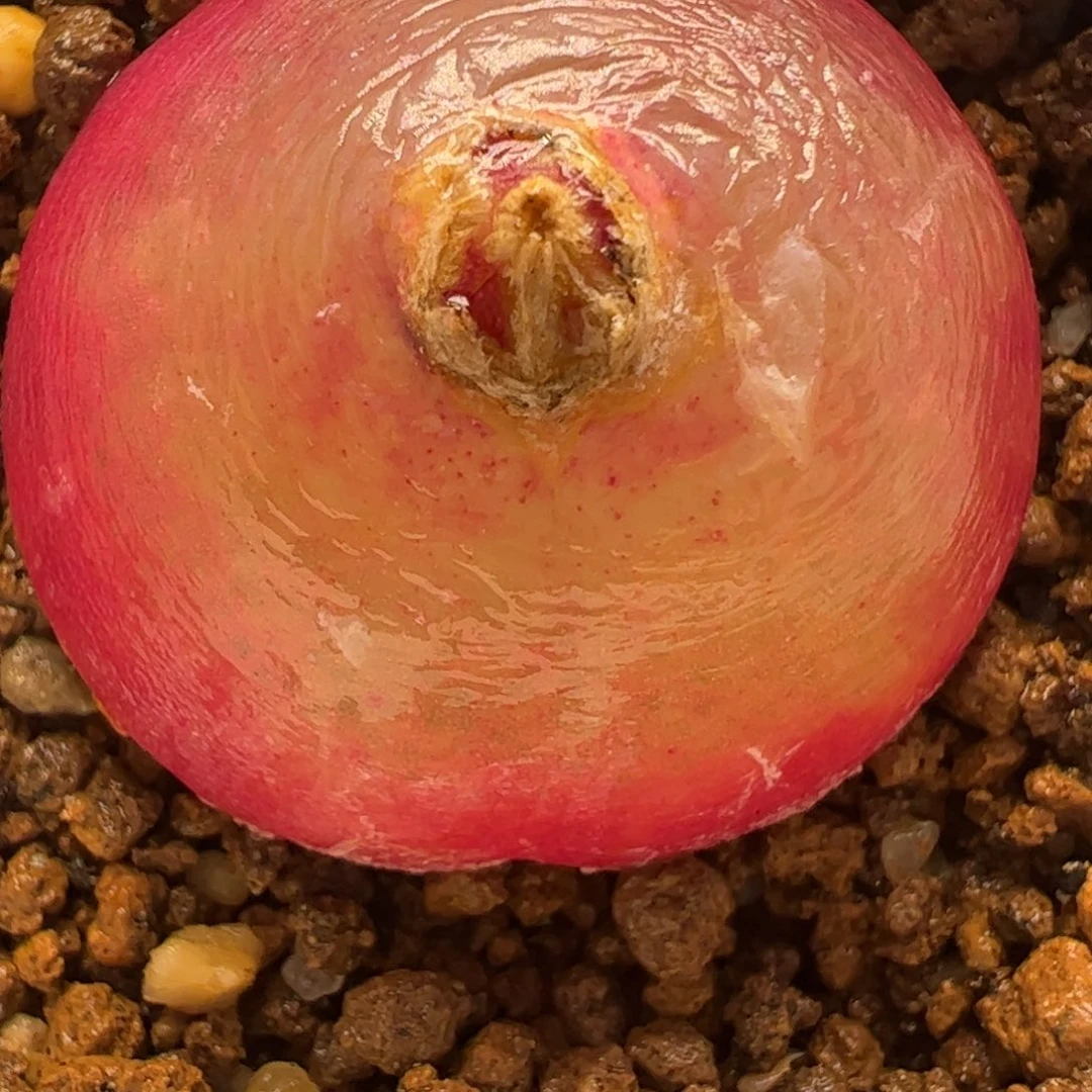 s*?多肉植物百科3.1厘米