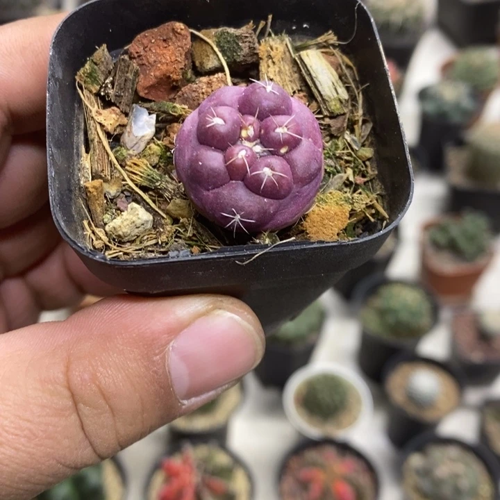 紫皮无刺象牙特价