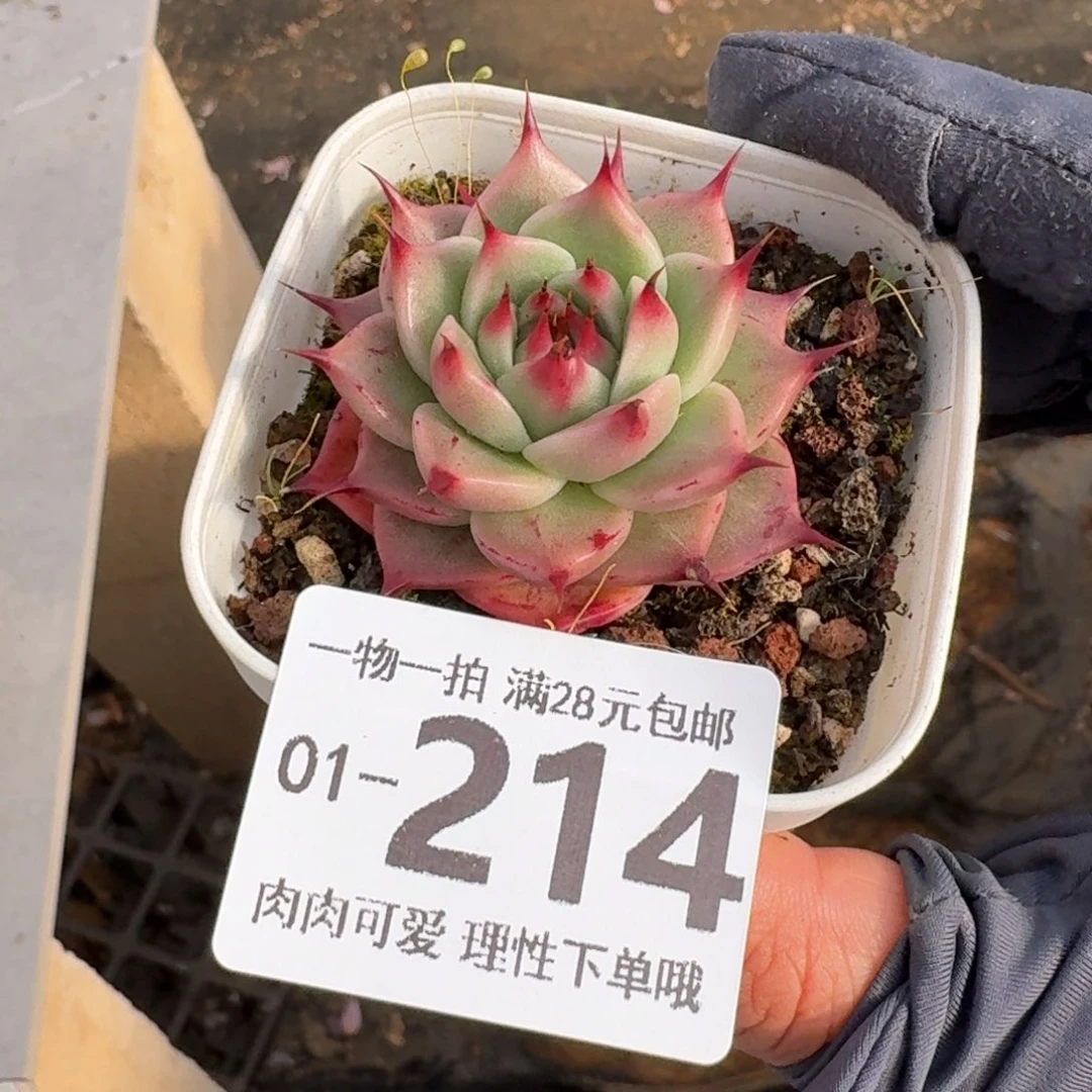 托斯卡无盆土发货无