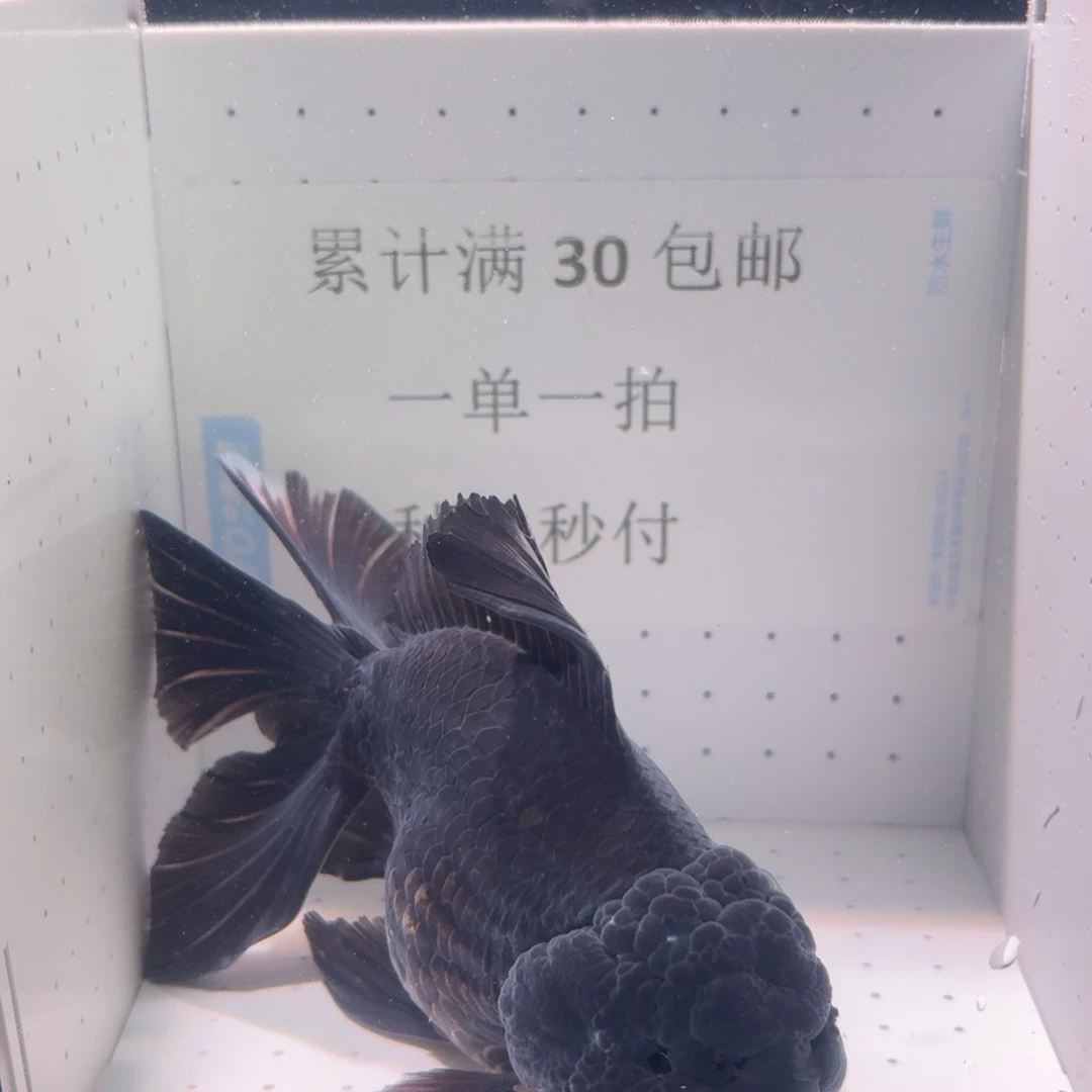 金鱼一条全黑大百褶泰狮