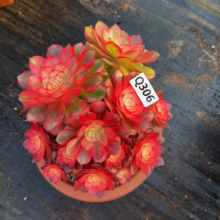 306荔枝444冠服18.9左右丛林小颗的