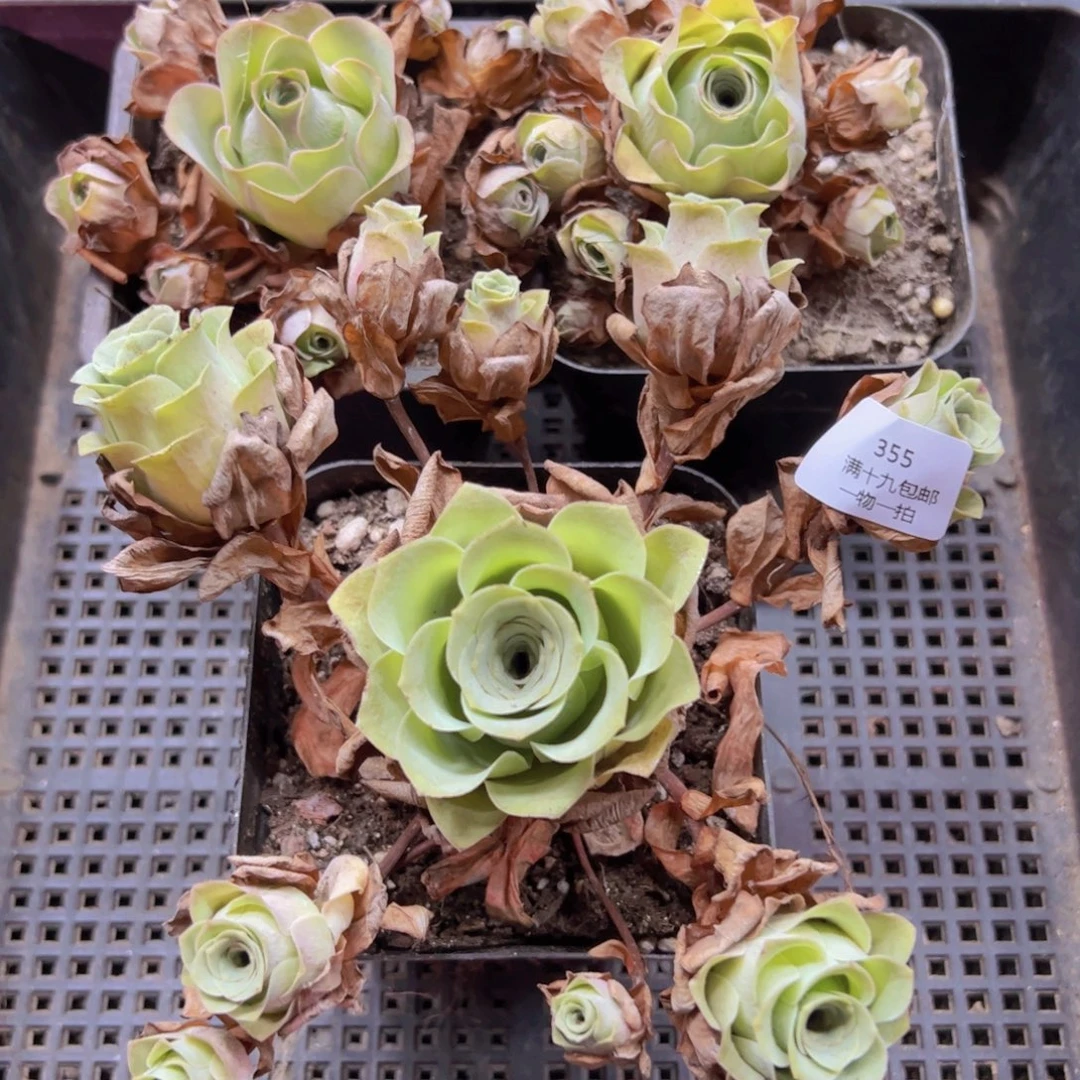 355 侧牙掉了不包损无售后