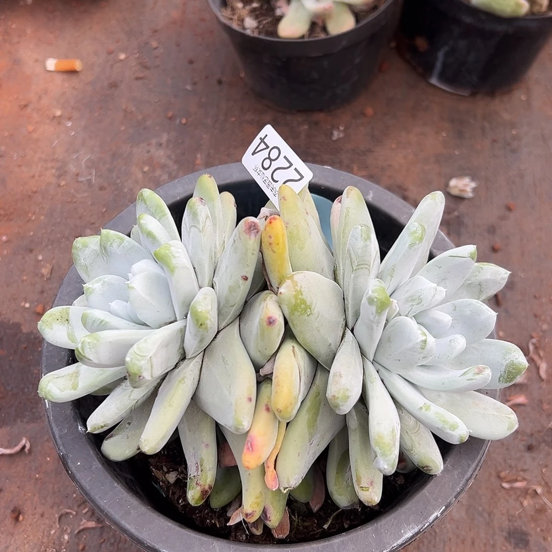 月*海星叶拇指帕奇飞徒仙女杯多肉。