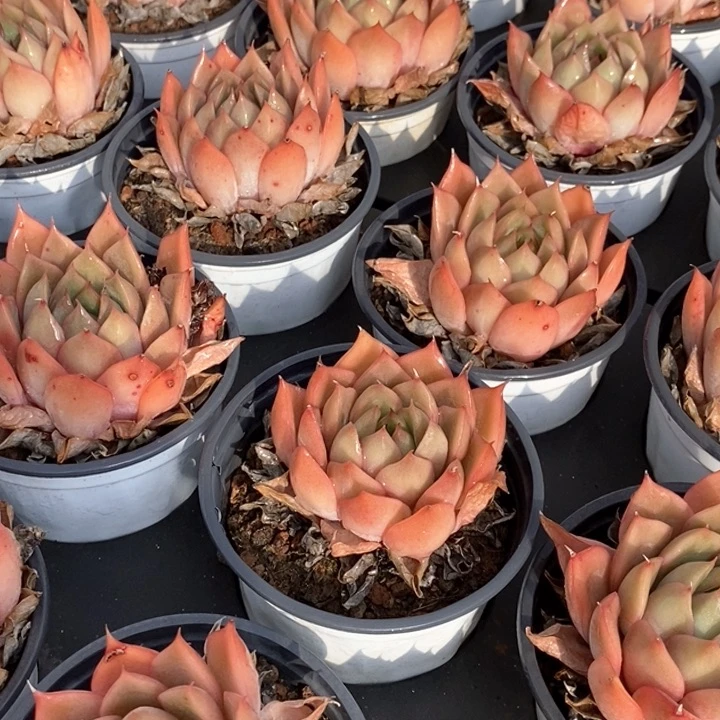 88宝莲灯单头 福利多多