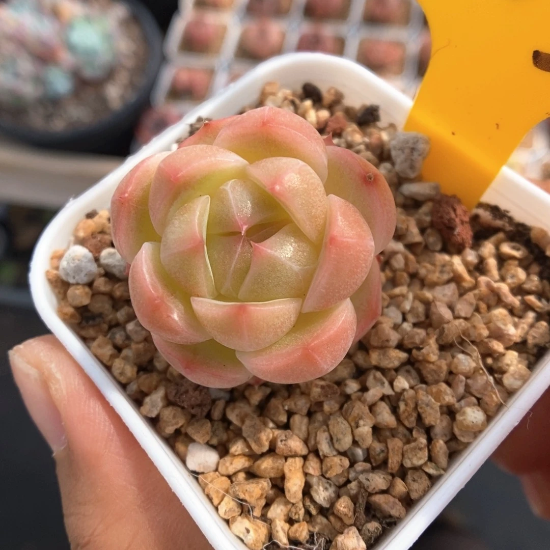 桔***柚糖心珍妮283号。