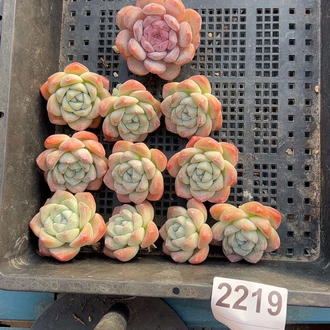 2219，十个冰玉脱土发货了吗