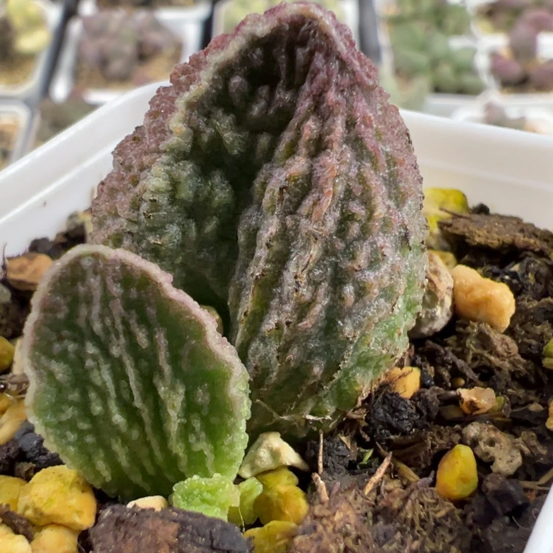 实生新品大苗多肉植物水泡多肉植物