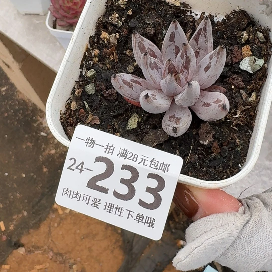 魔爪无盆土发货无