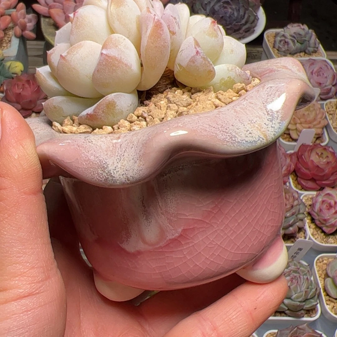 L**芳076花盆多肉植物组合盆栽