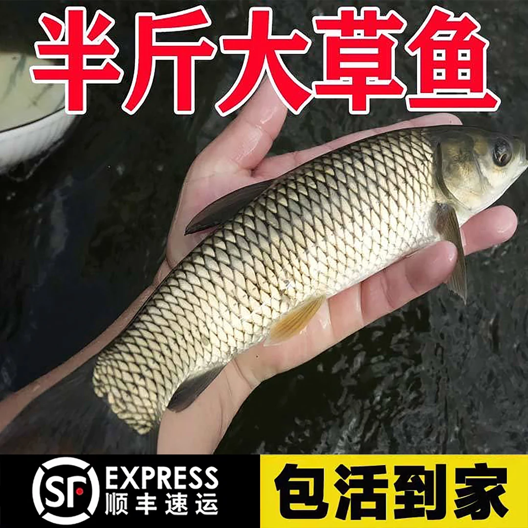 本地草鱼家鱼塘特大草鱼黑脆皖鱼活体半斤草鱼