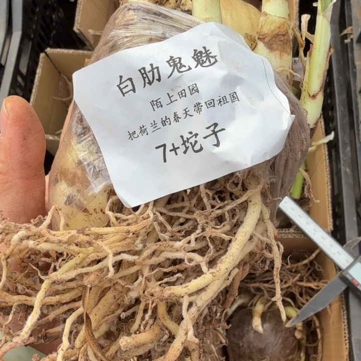 当前无花栽培后可以开花白勒鬼魅7厘米坨子