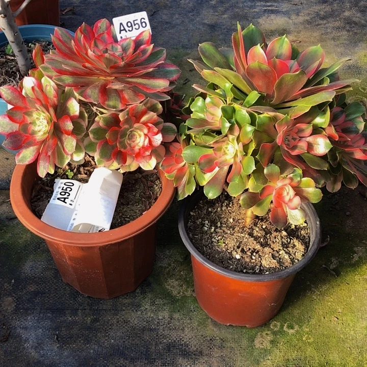 俩颗多肉95600000000000