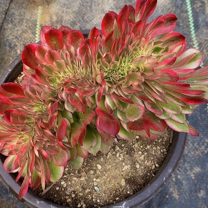 荔枝缀化463一颗包邮