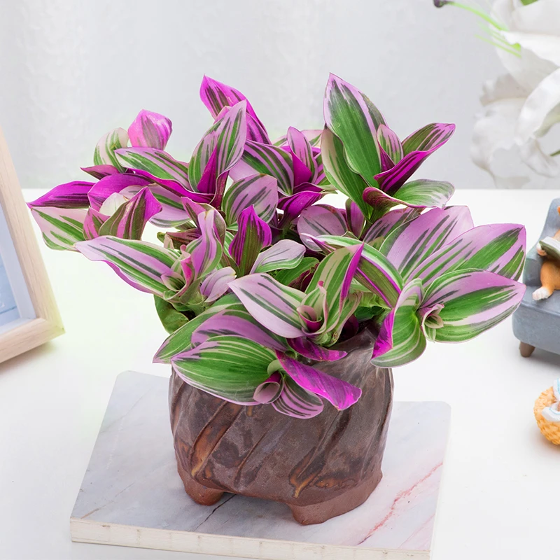 油画婚礼吊兰(姹紫嫣红 高颜值  网红花)