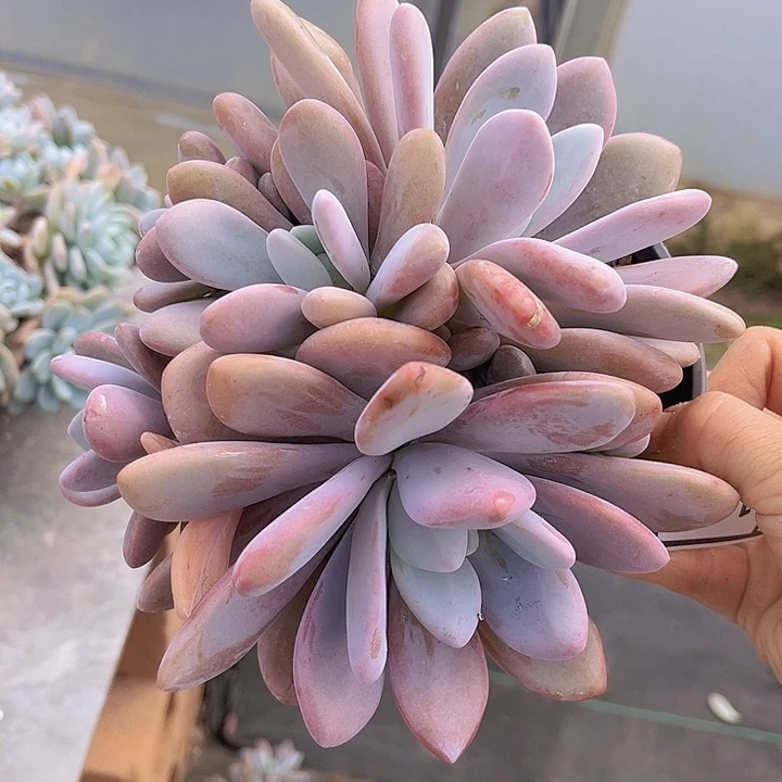 粉兔1996多肉植物