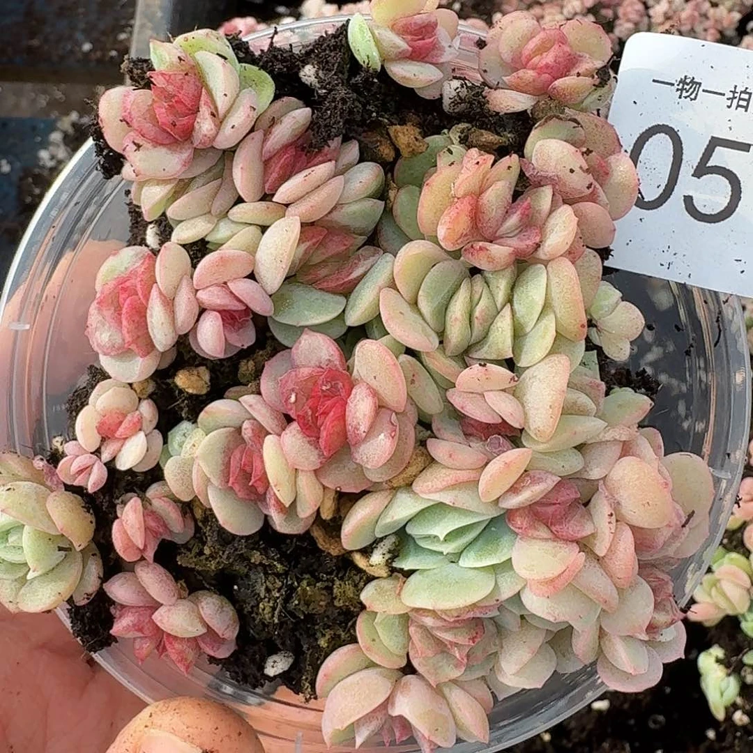 杂交新品珍妮多肉594