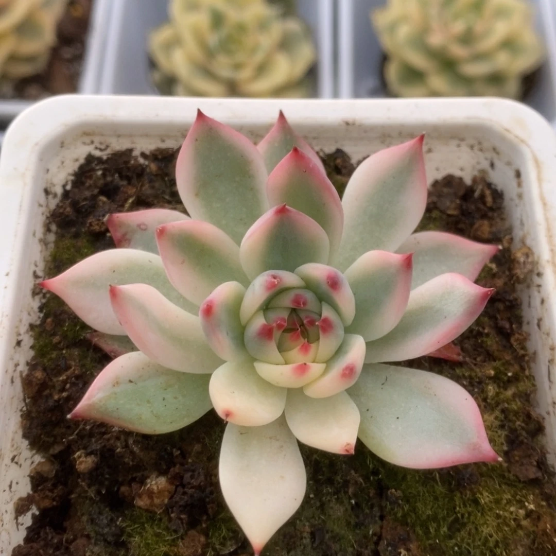 032锦锦锦锦锦锦锦锦