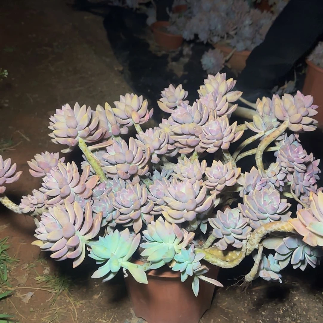 盆栽淡雪多肉多肉