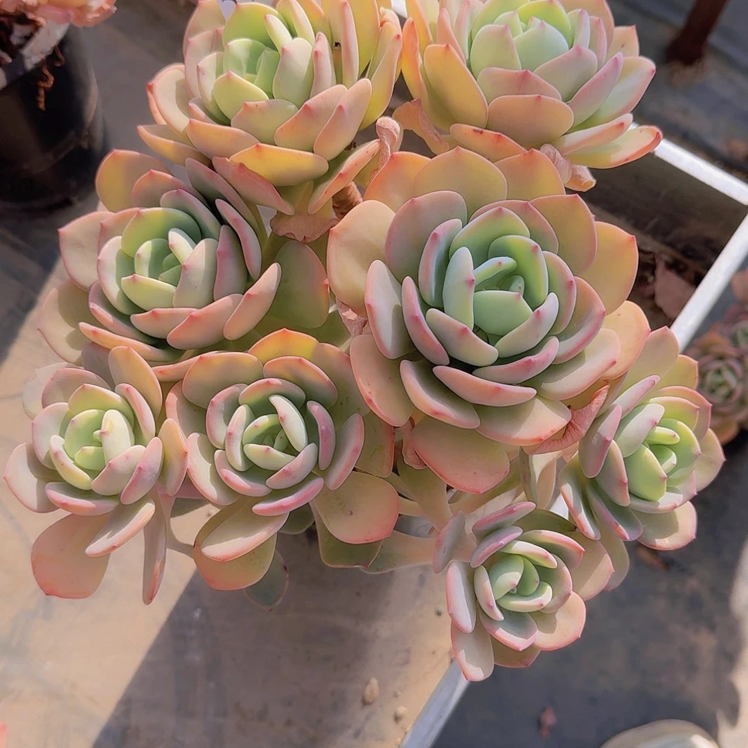 雯*2272白月光多肉植物