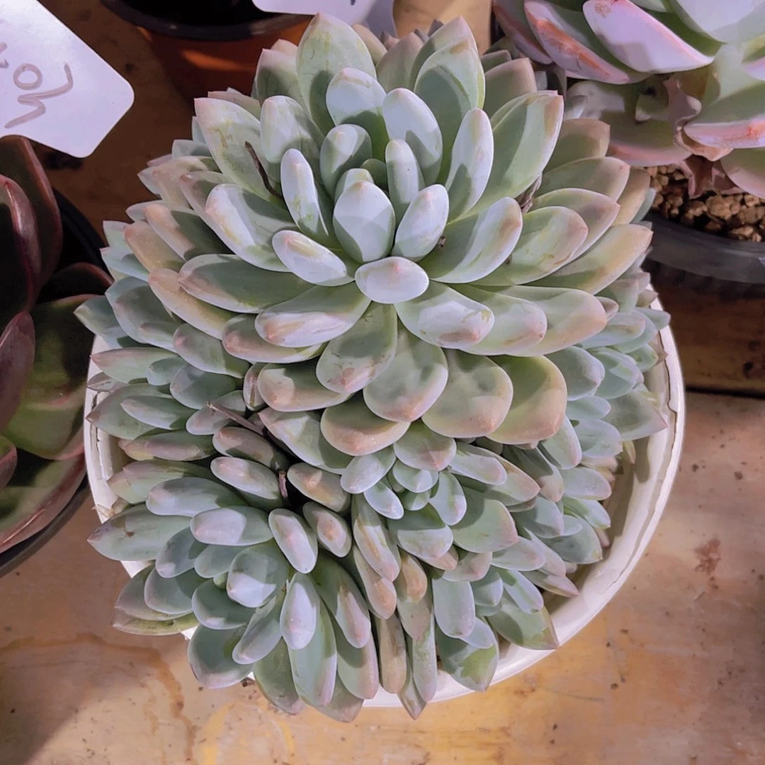 ****苗0000000000000491