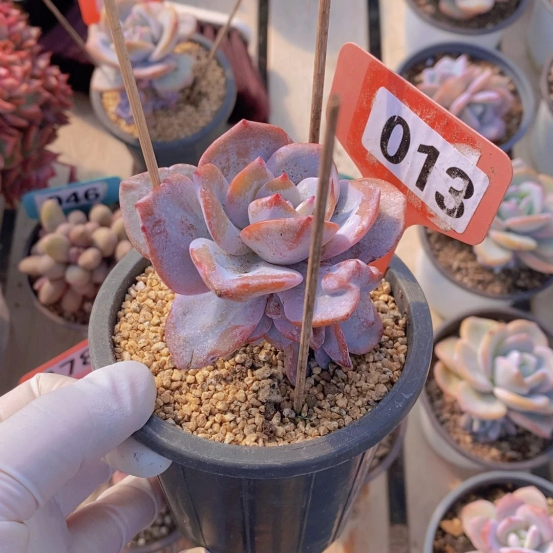 浮****T013多肉植物盆栽