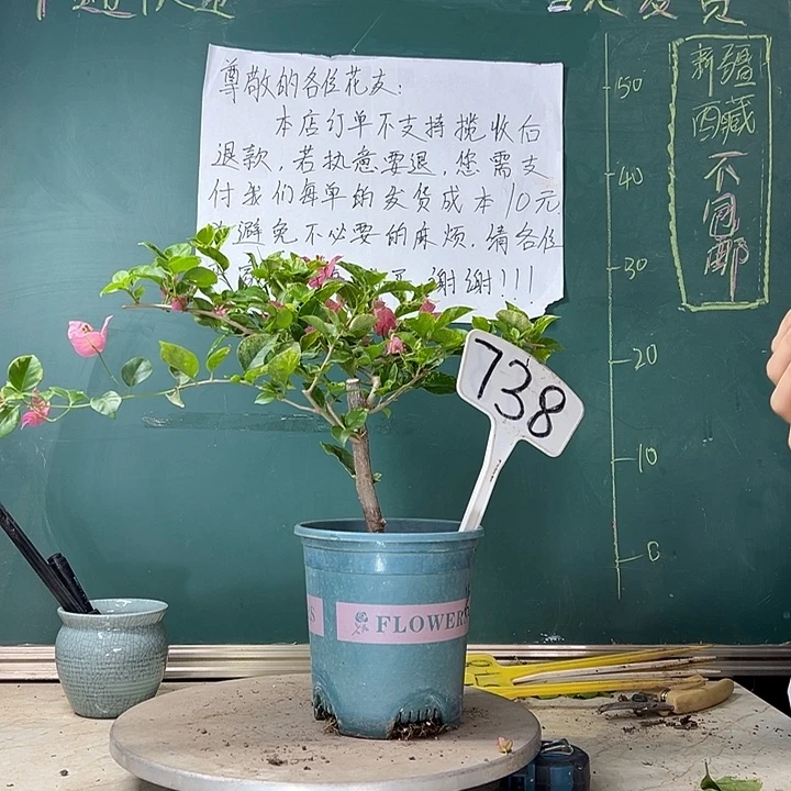 当前无花栽培后可以开花斑叶米罗（斑不多）738