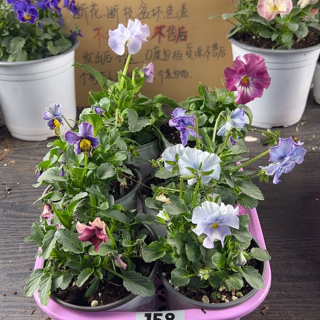 大部分花苞少量开放158号