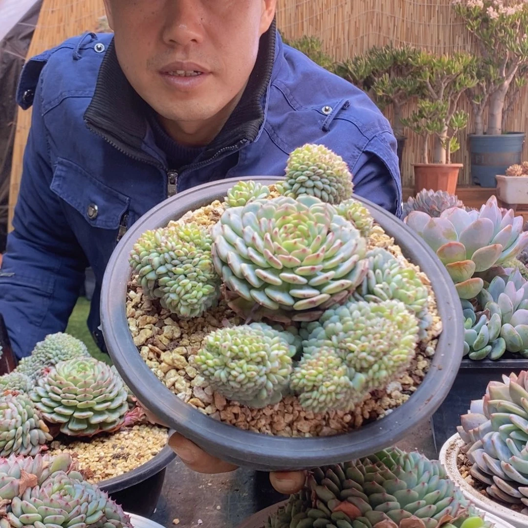 康*228号白胖子缀