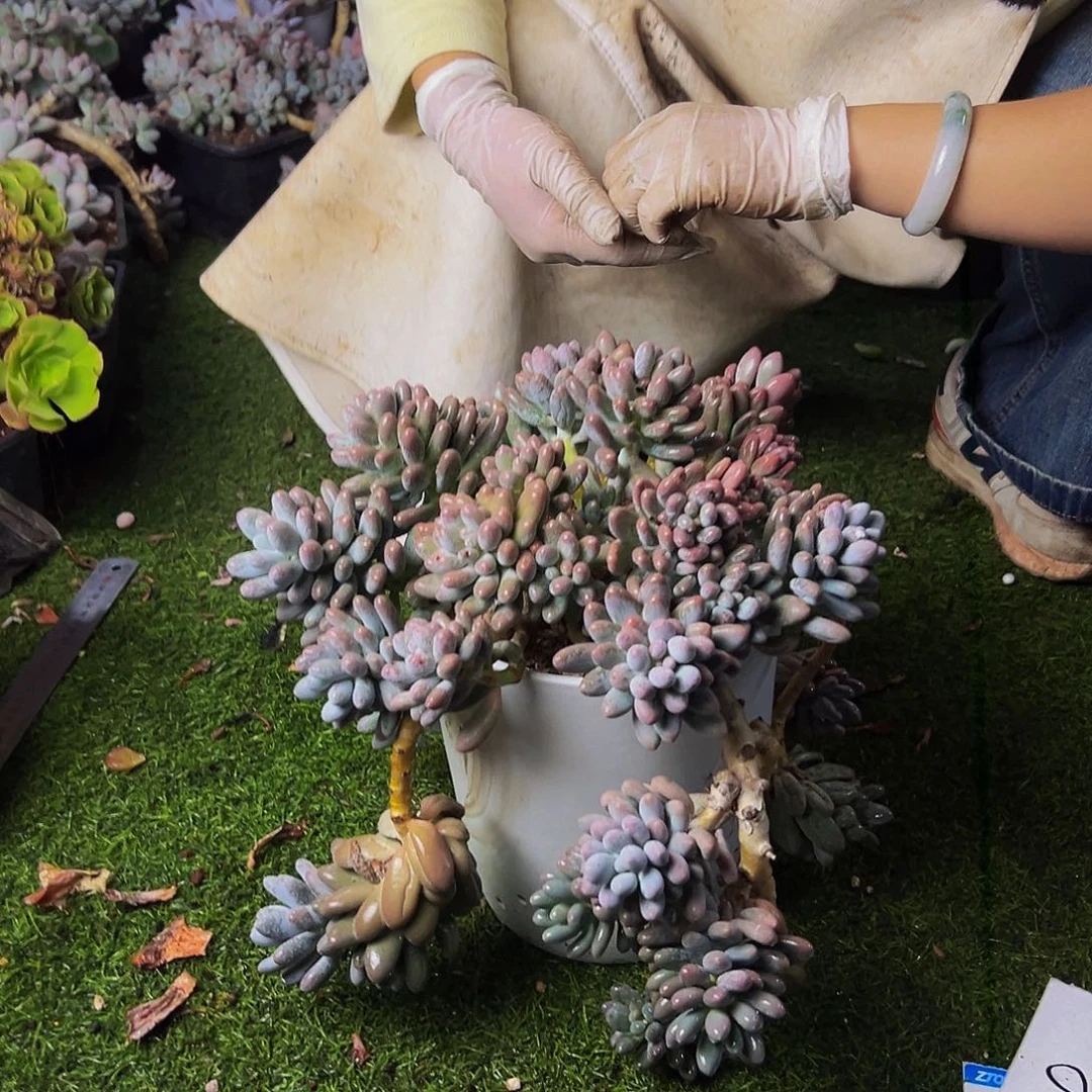 方***其18号一物一拍脱土包邮