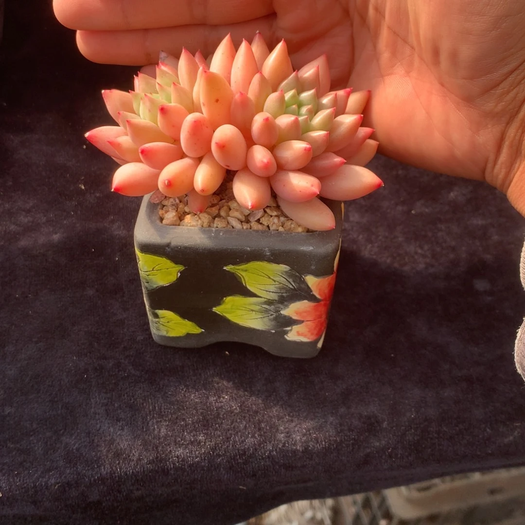 小***特人工增水系统在国内已经