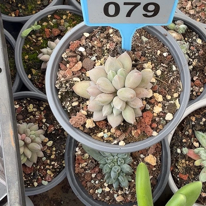 多肉植物海豚体哥特079