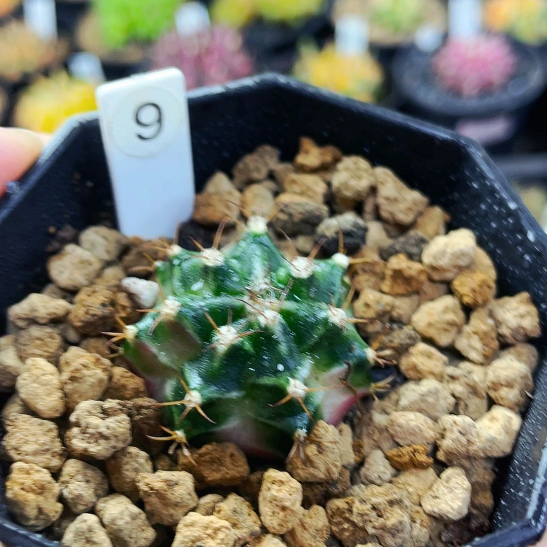 泡泡糖非偏远满25包邮裸根仙人球