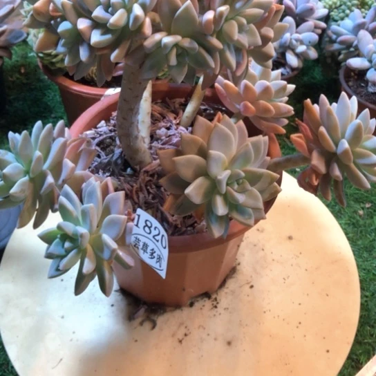 淡雪朵朵缀，1820，一物一拍