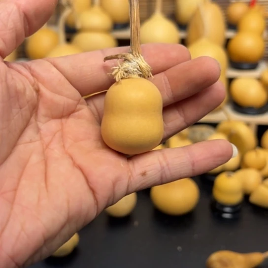 ?*夏5569999999来咯哦哦