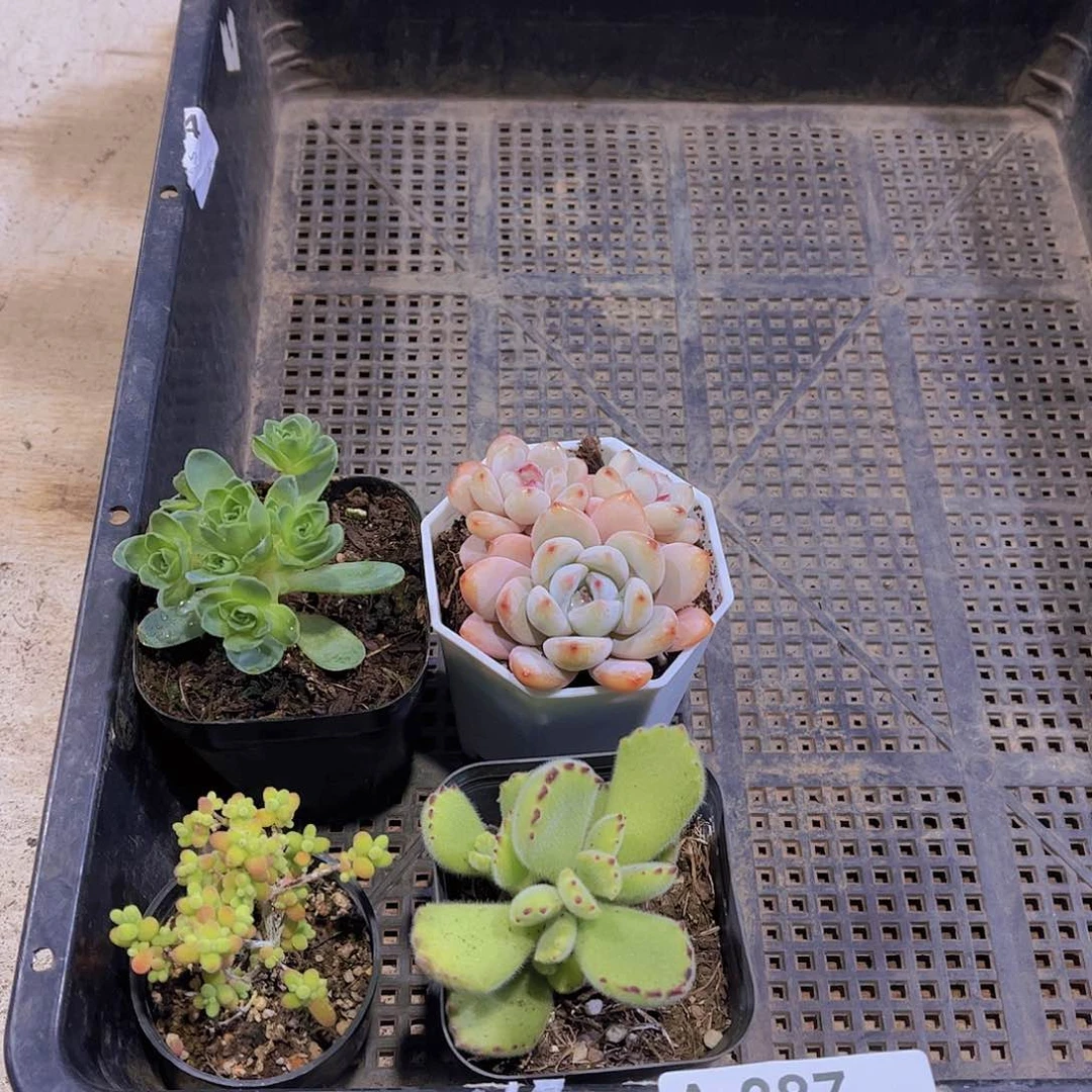多肉387多肉植物