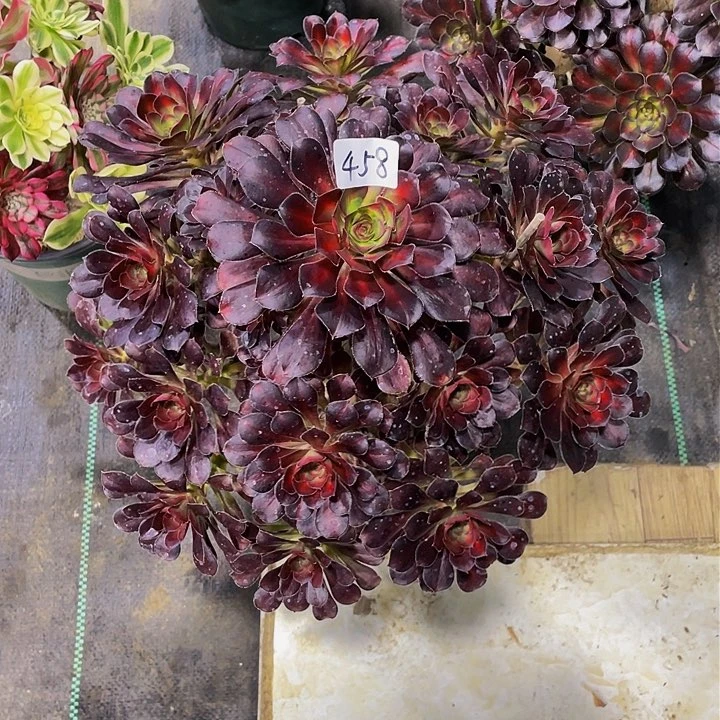 曦花蝶法师一个458号