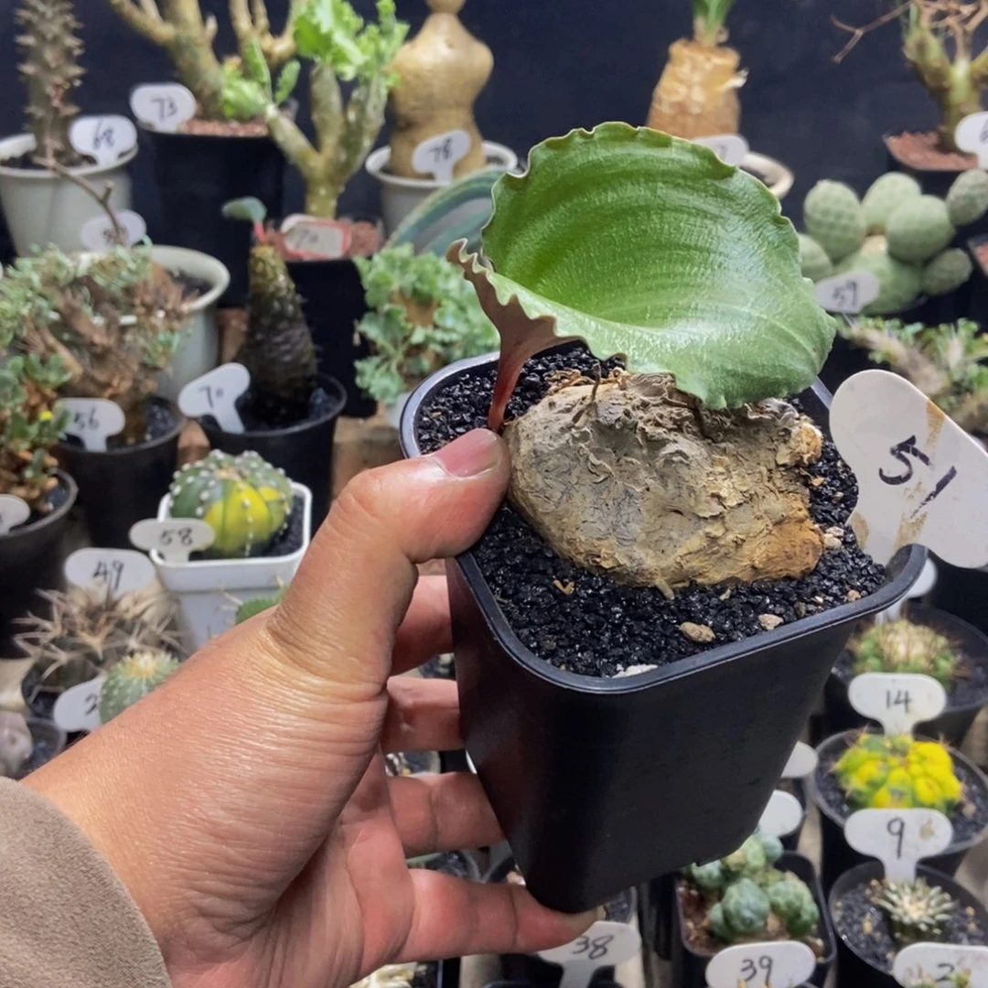 卷叶冰之镜一物一拍