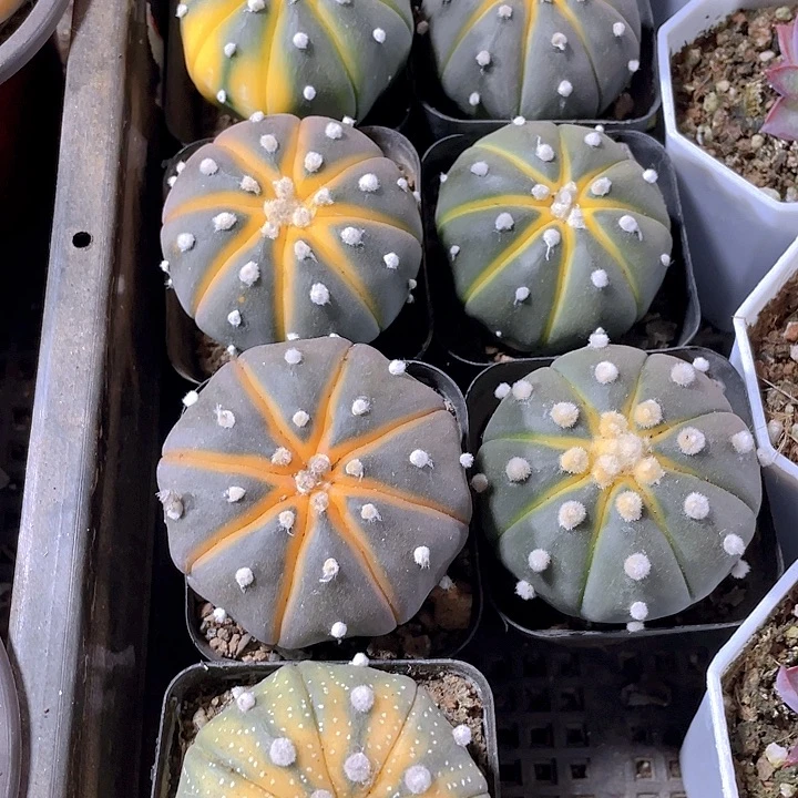 星兜锦6.8带盆土