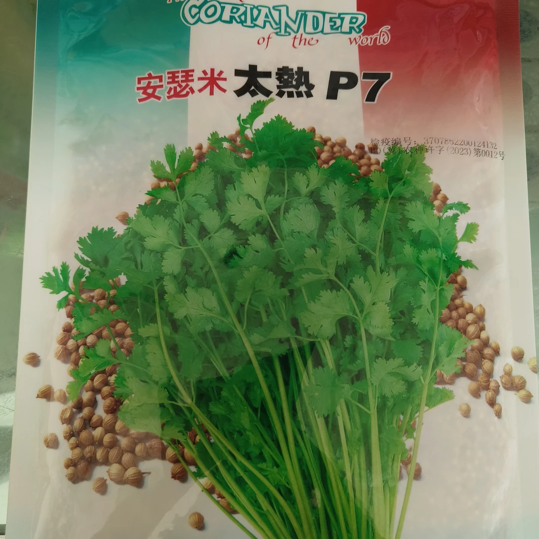200g大叶香菜种子耐热耐抽薹四季可种高产农家种植