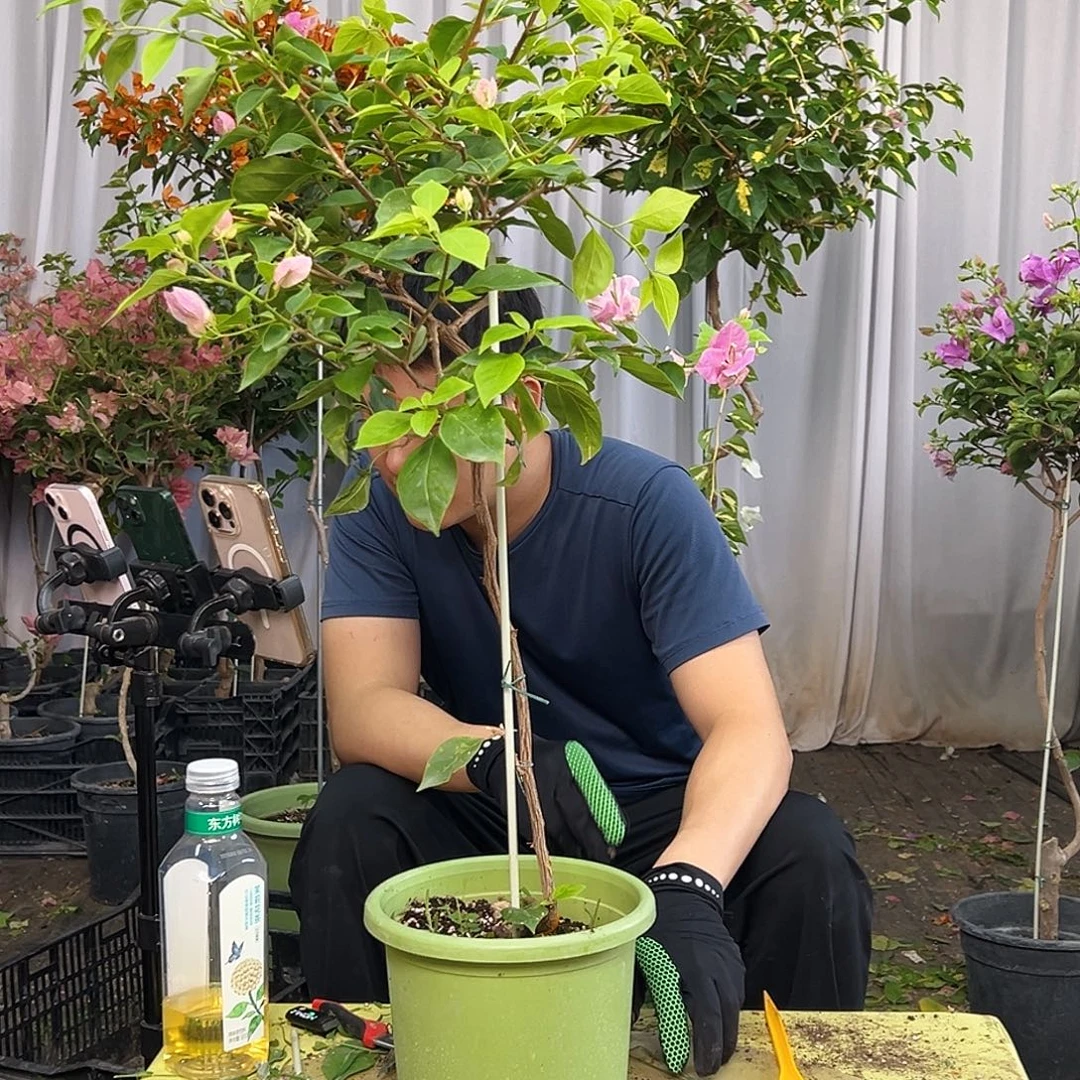 米***儿当前无花栽培后可以开花J39漳红樱