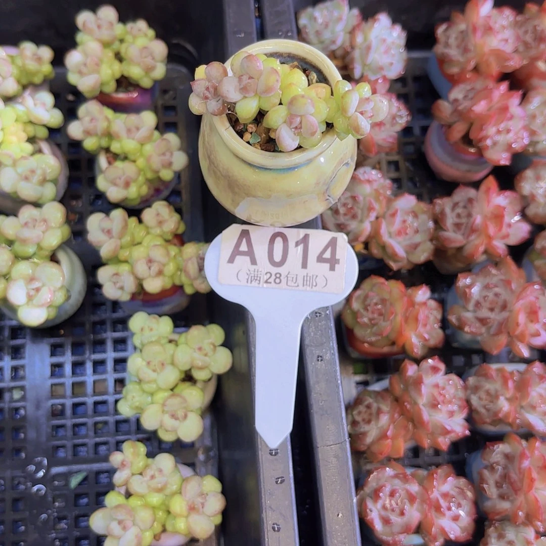 A014阳光玫瑰一物一拍