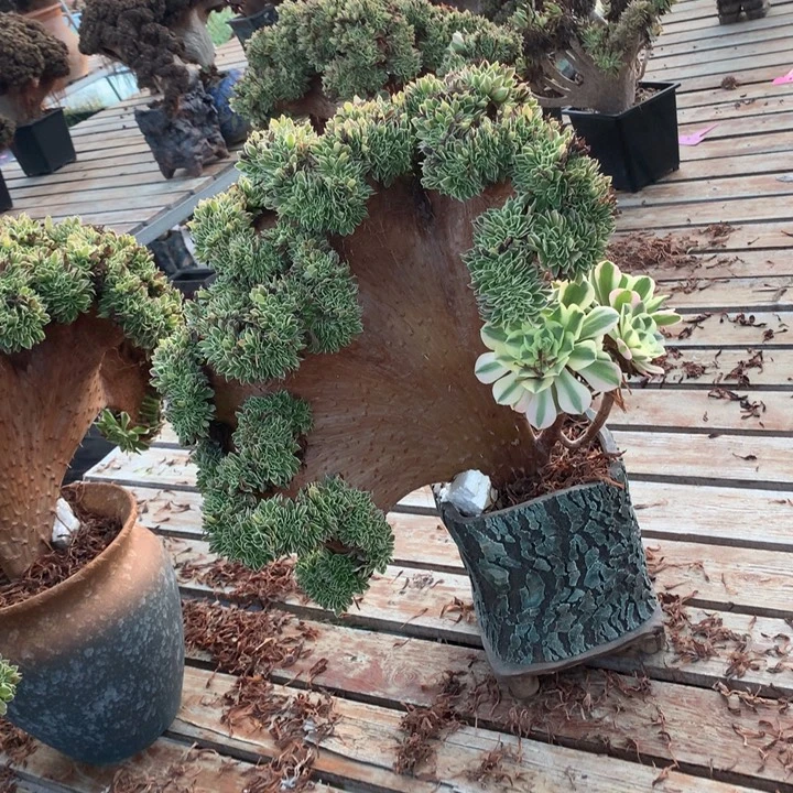 白凤缀脱土发货啊