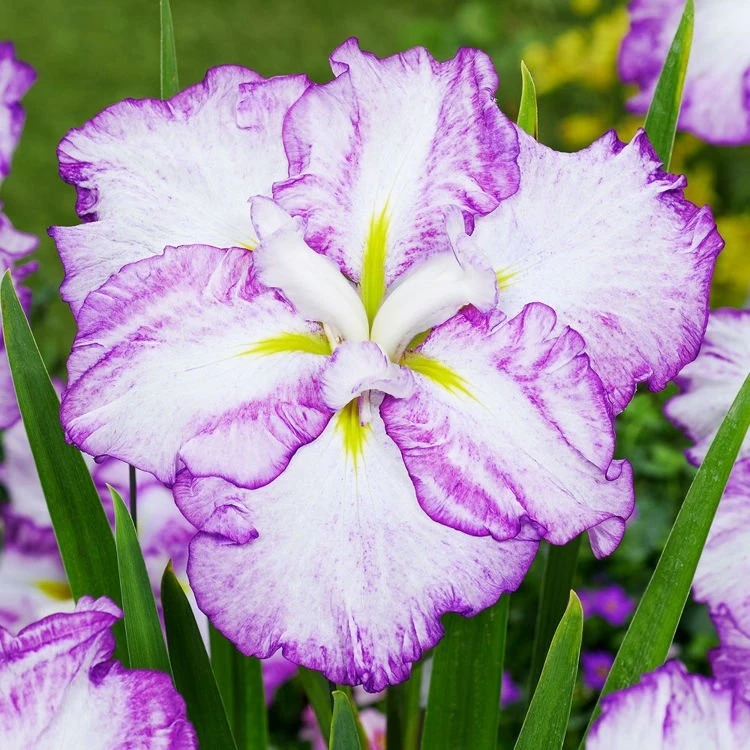 花菖蒲 日本进口品种 现挖,一大丛