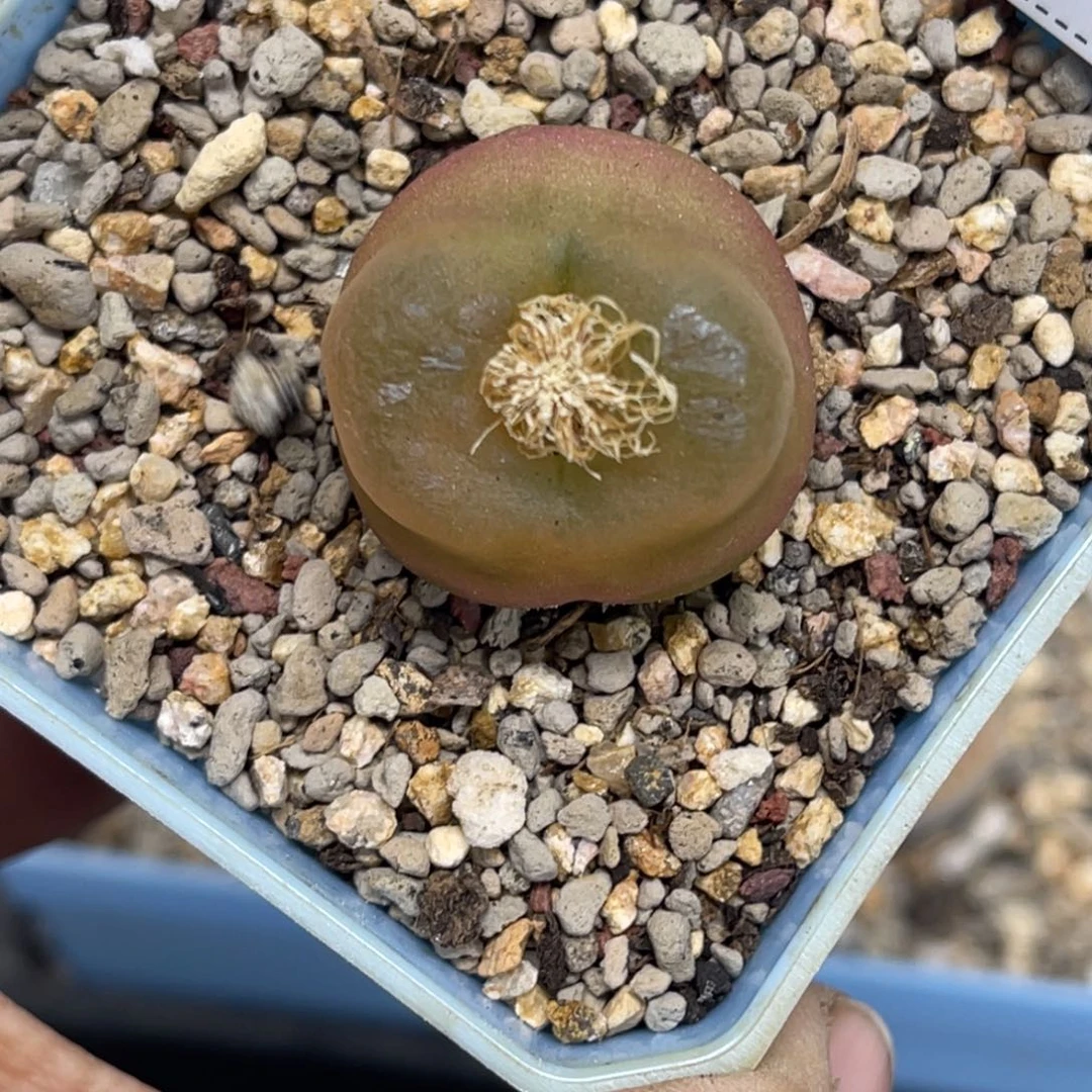 4094毛毛1尺寸2.6