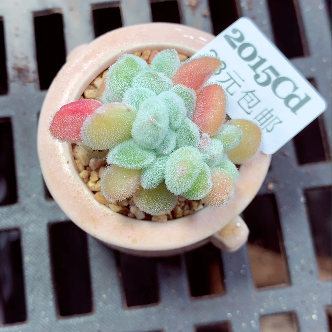 5厘米盆精控多肉2015