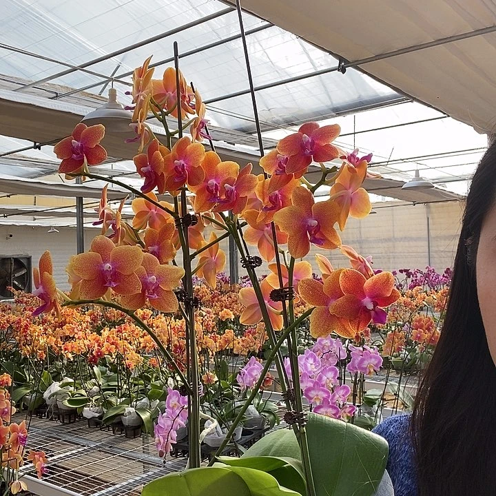 海***涛完全开放一物一拍9895专属两颗3.5香恋博格丽