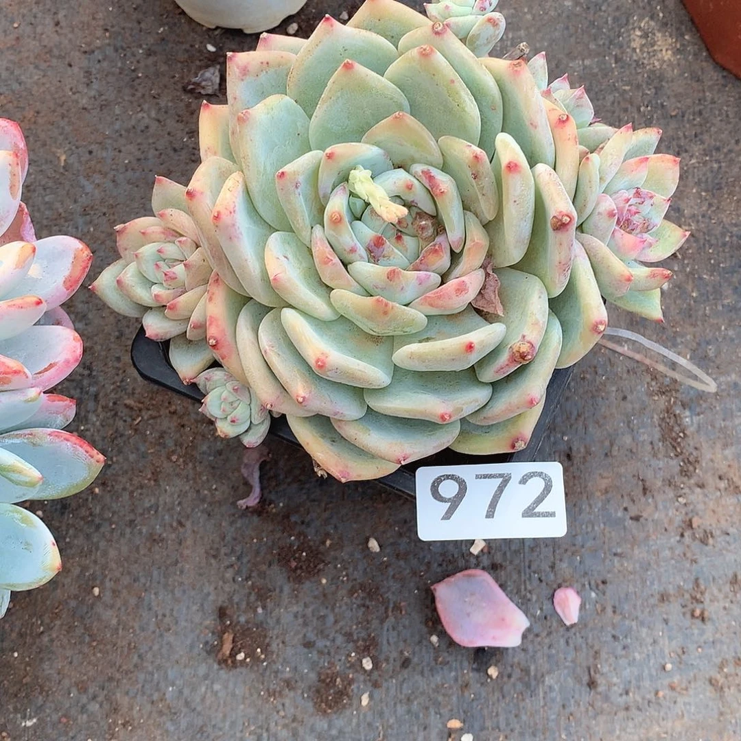 972白拉糖一物一拍多肉