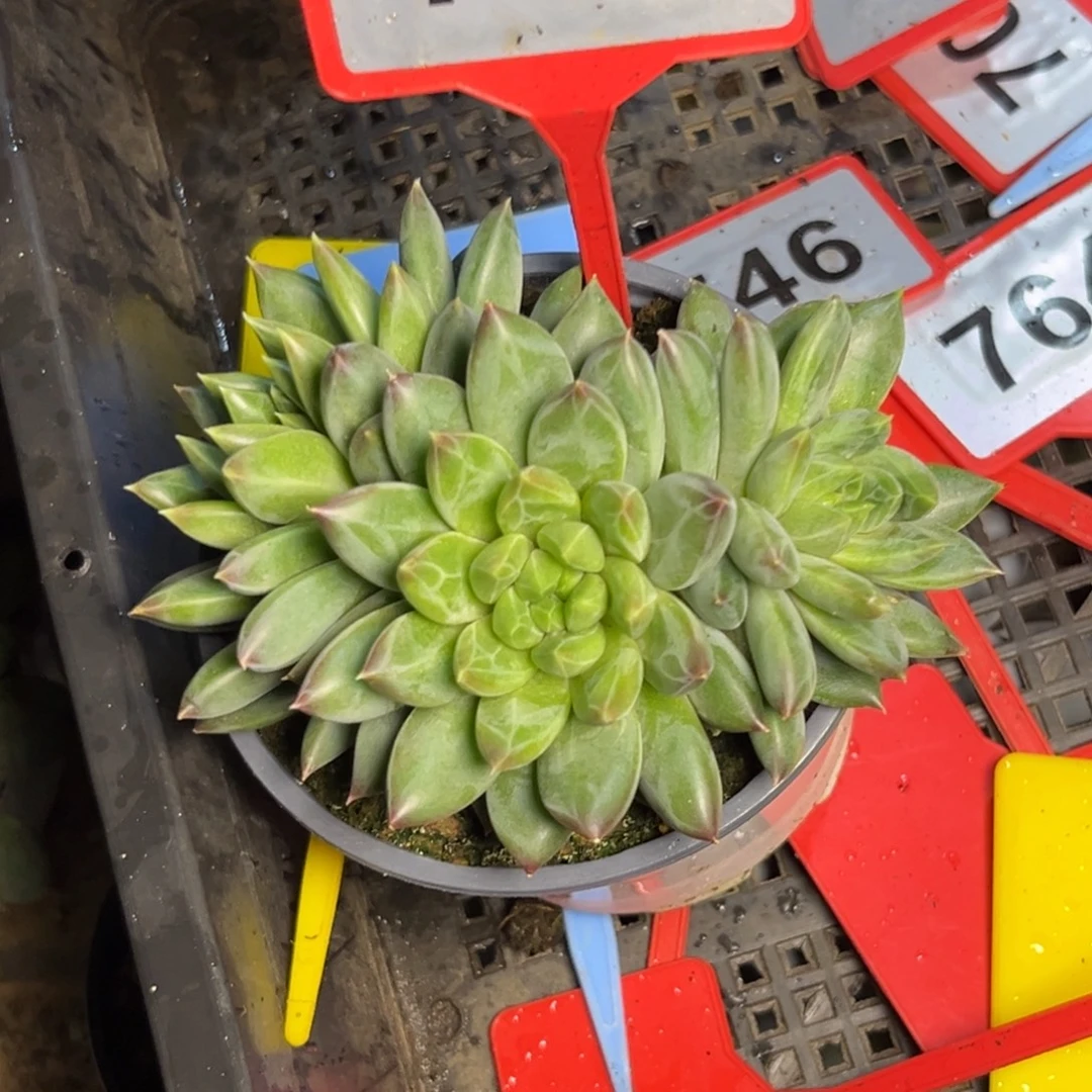 多肉植物超彩体梵高群730