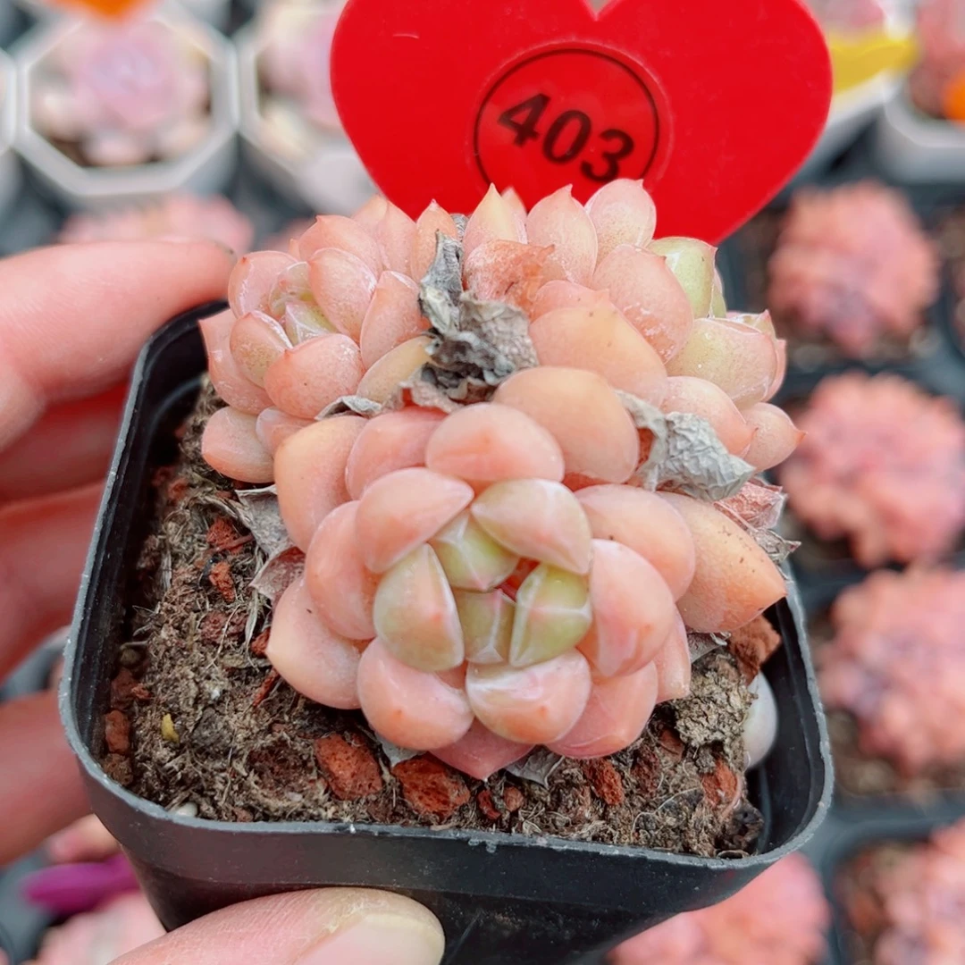 403号小老桩糖心群3头
