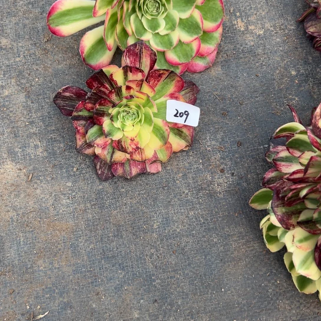 208 209海棠伯爵无根多肉